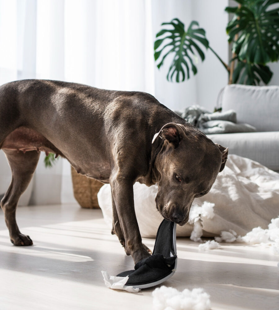 Regole sociali nei cani