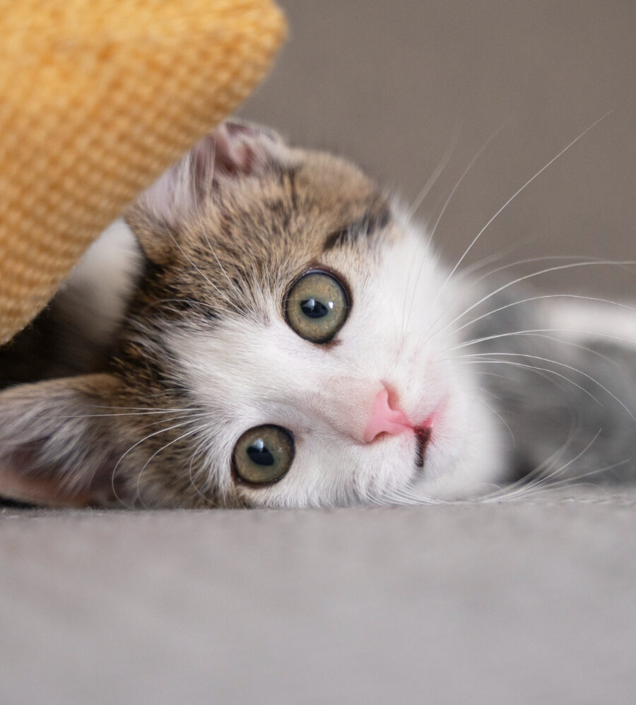 Problemi urinari nei gatti