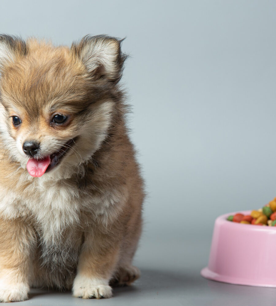 Alimentazione del cucciolo