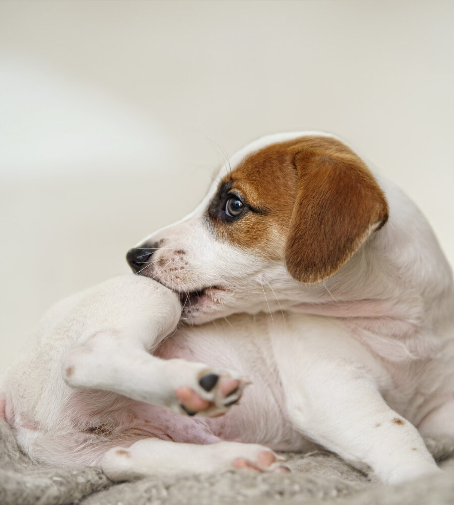 Dermatiti atopiche nei cani