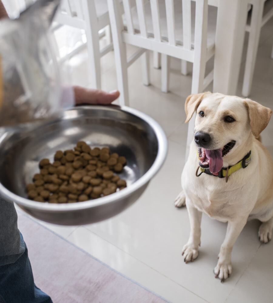 Alimenti tossici per cani
