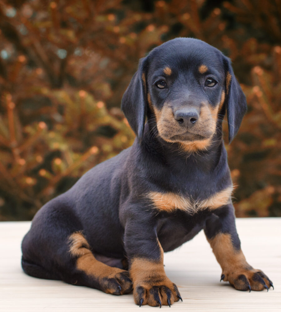 Nuovo cucciolo: come accoglierlo?