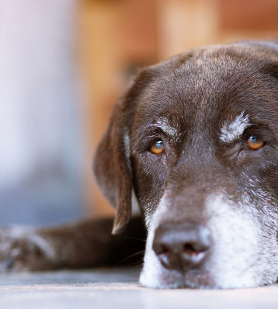Miglior cibo per cani anziani