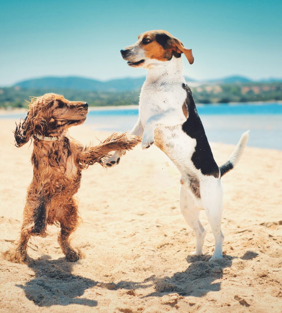 Giornata con cane in spiaggia