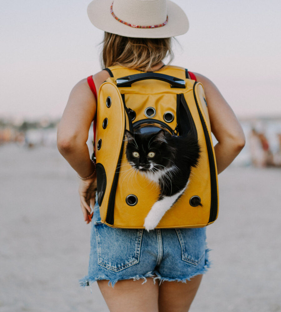 vacanze con il gatto