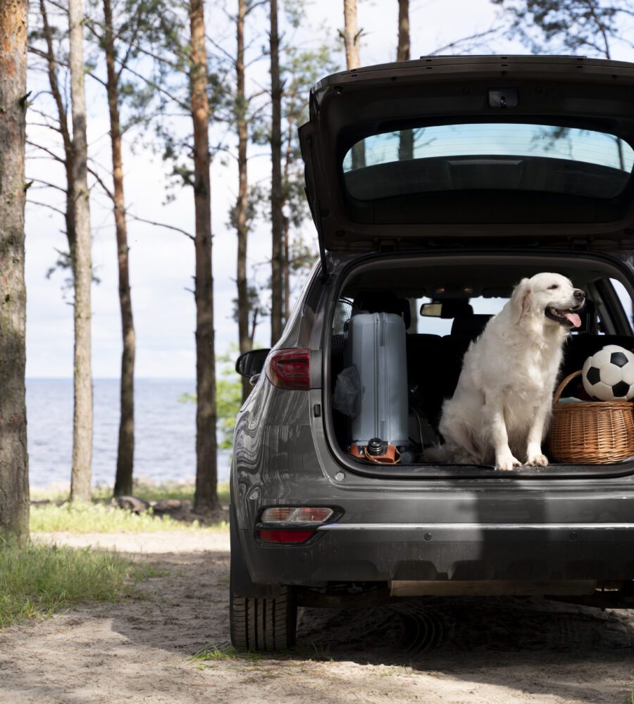 Portare cane in auto