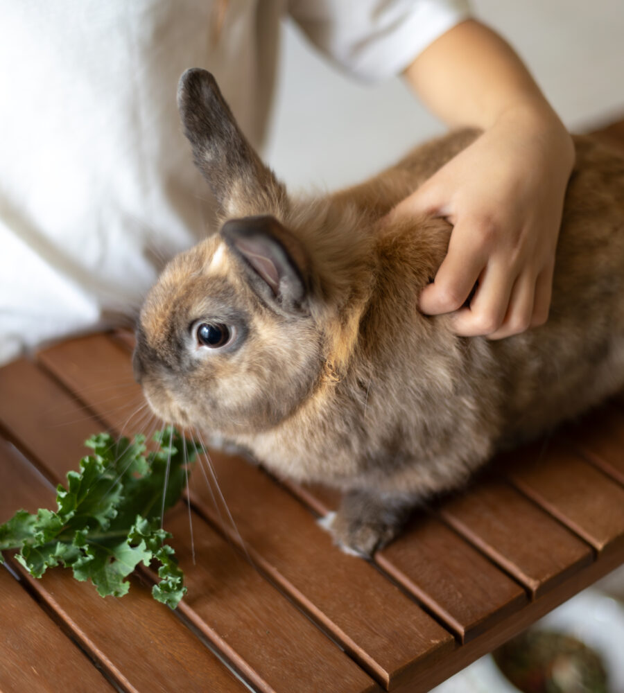 Alimentazione del coniglio