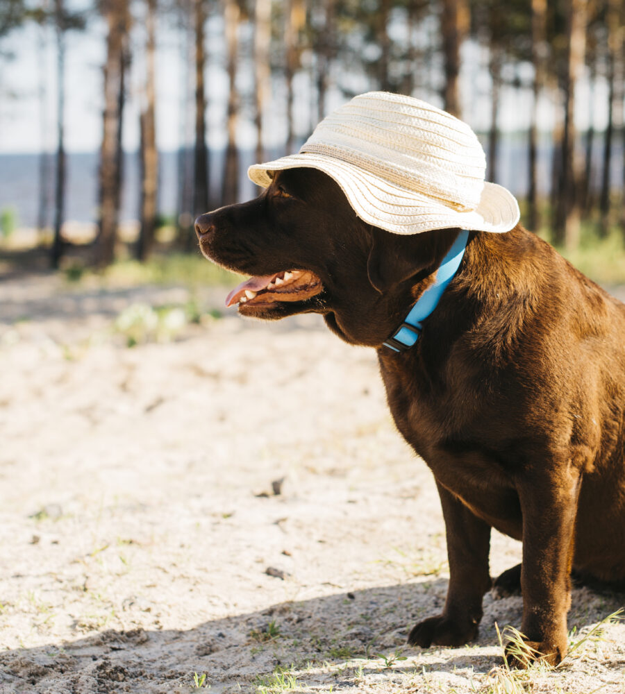 Colpo di calore nel cane