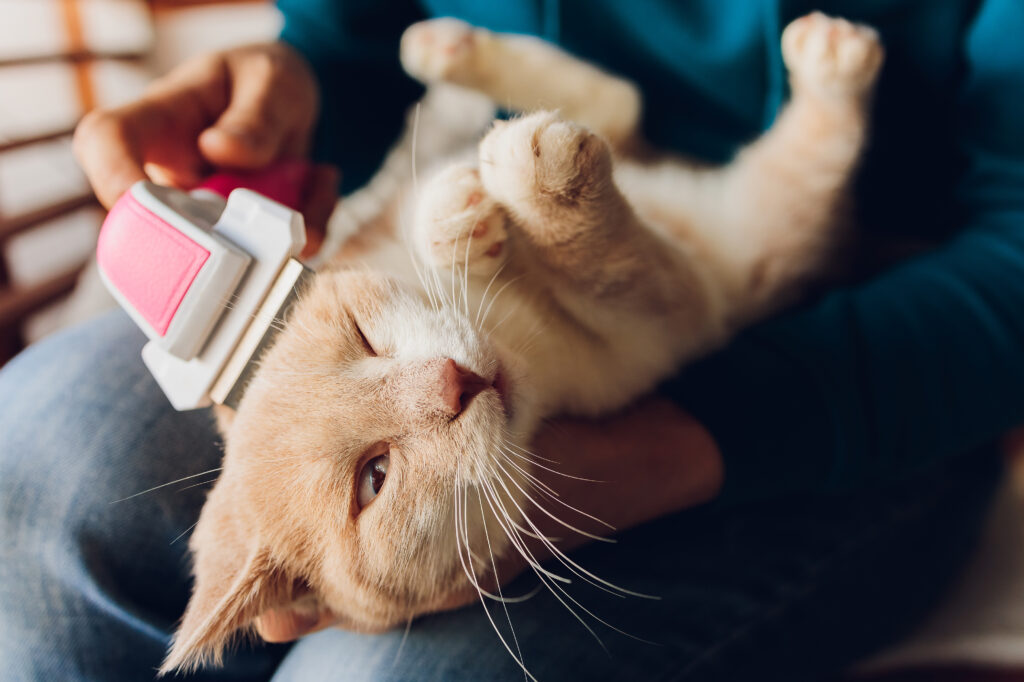 Perché il gatto perde il pelo?