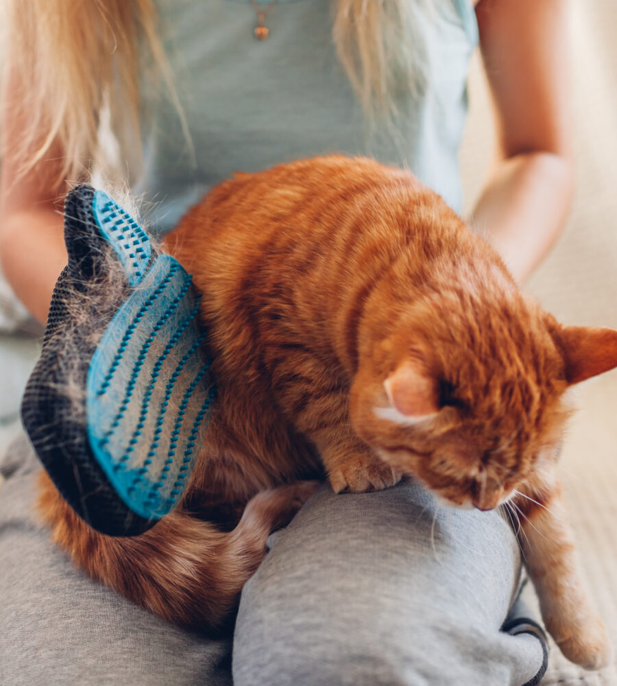 ecco perché il gatto perde il pelo