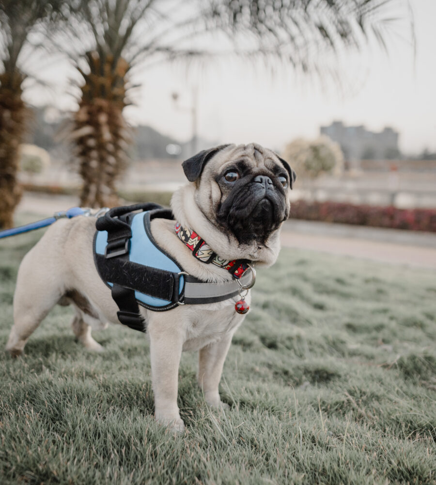 Cucciolo con pettorina per cani