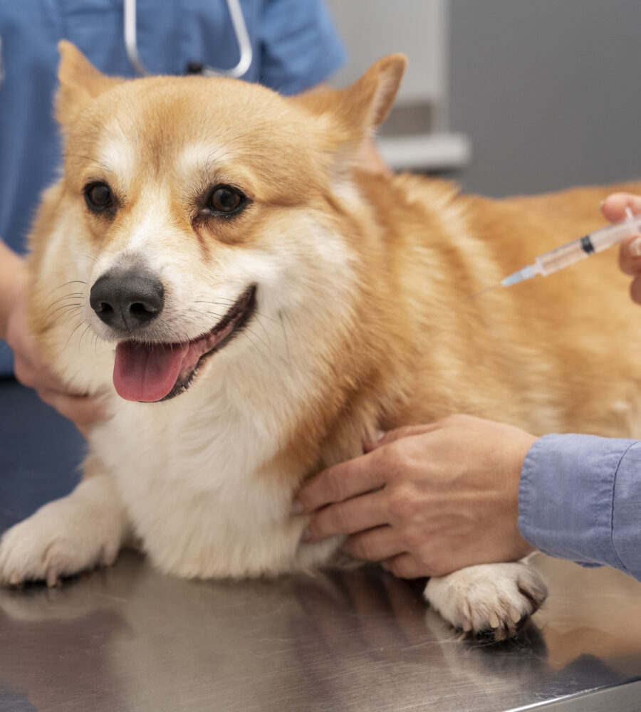 Vaccinazioni per cani e gatti: ecco le linee guida