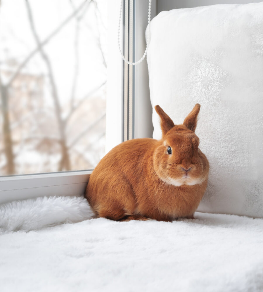 Come prendersi cura di un coniglio domestico
