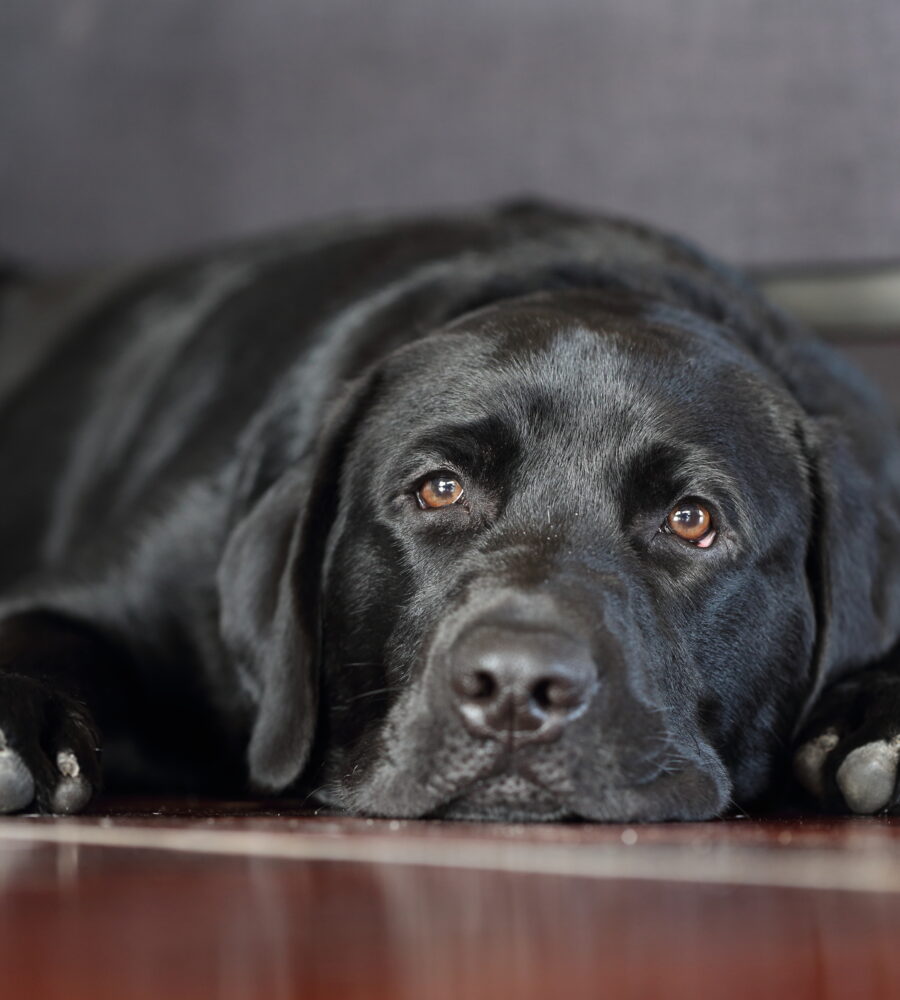 Depressione del cane: come riconoscerla e cosa fare