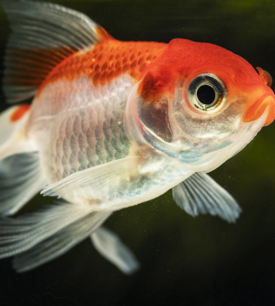 Pesci rossi: guida completa per prendertene cura al meglio