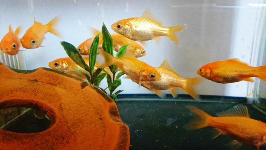 Come scegliere l’acquario per pesci rossi