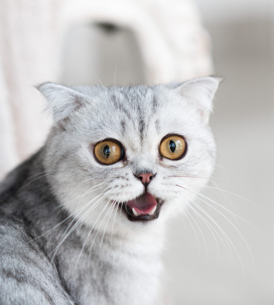 Botti di Capodanno: come proteggere gatti e cani