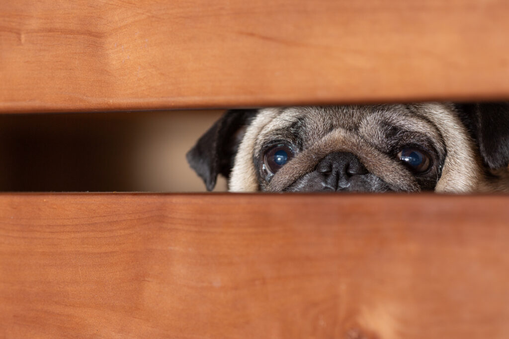 Perché gatti e cani temono i botti di Capodanno