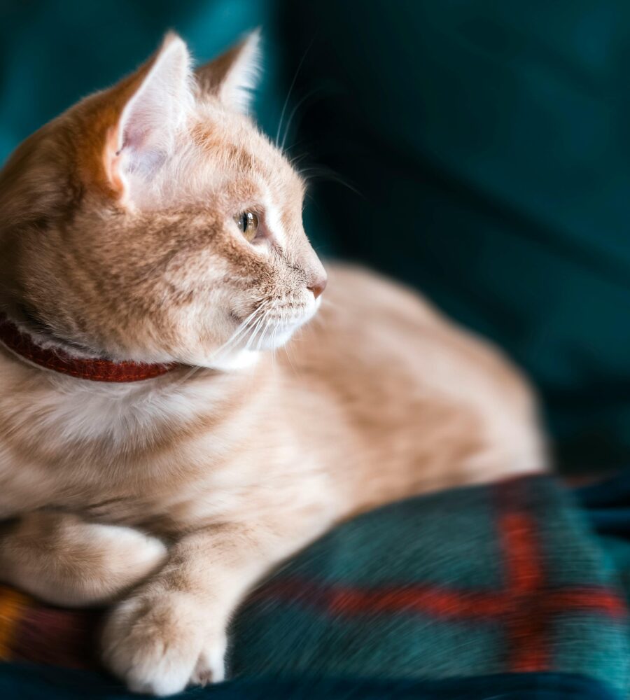 Collare per gatti: quale scegliere e quando usarlo