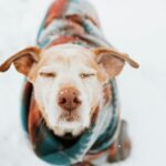 I cani soffrono il freddo? Sì, ecco come tenerli al caldo in inverno