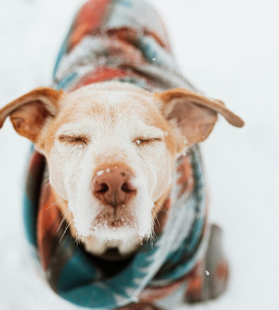 I cani soffrono il freddo? Sì, ecco come tenerli al caldo in inverno