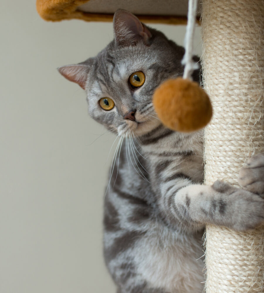 Come insegnare al gatto a usare il tiragraffi