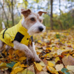 Guida al cappottino per cani: comfort, taglie e materiali