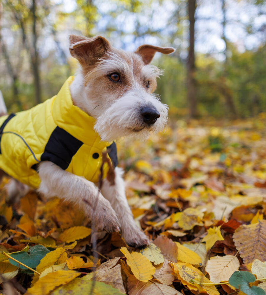 Guida al cappottino per cani: comfort, taglie e materiali