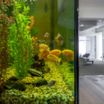 Cinque consigli per allestire un acquario per pesci