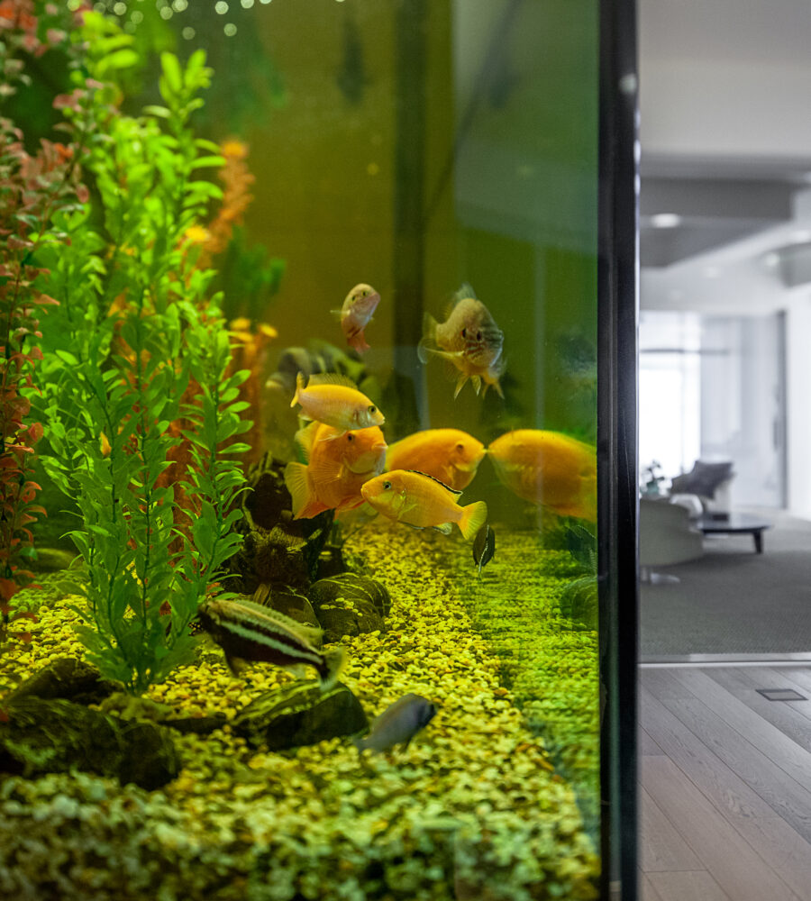 5 consigli per allestire un acquario per pesci