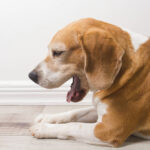 Tosse del cane: come riconoscerla e curarla