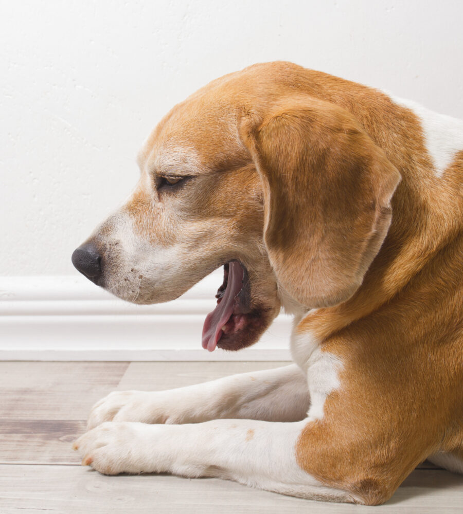 Tosse del cane: come riconoscerla e curarla