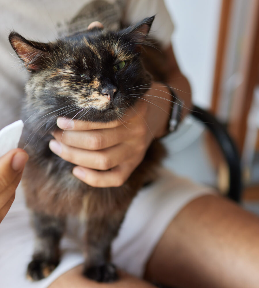 Quando usare gli antiparassitari per gatti