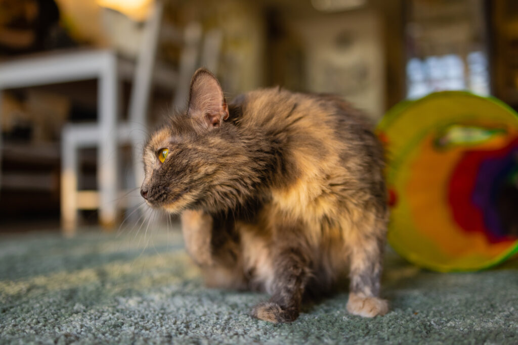 Come scegliere l’antiparassitario per gatti più adatto