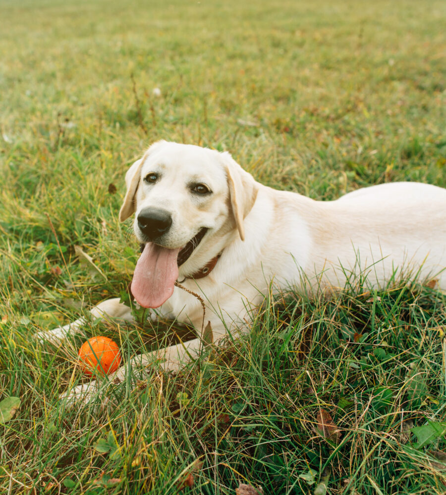 Le principali razze di cani e le loro caratteristiche