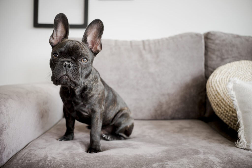 Bulldog francese: perfetto per la vita in appartamento