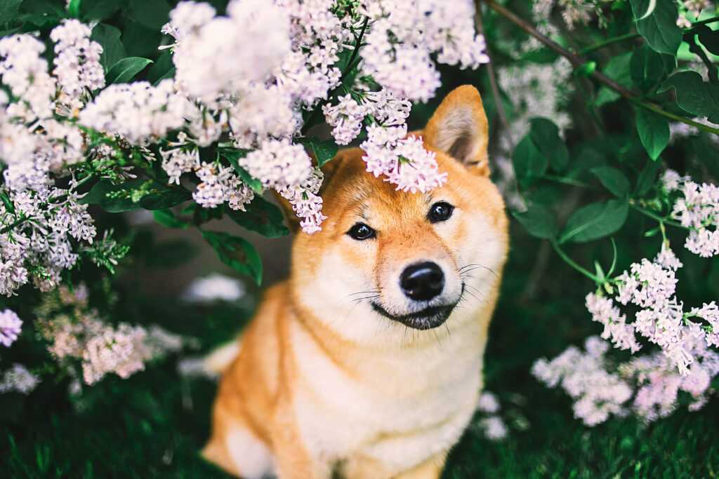 Shiba Inu: indipendenza e carattere deciso
