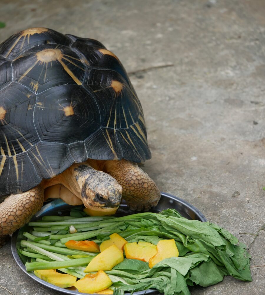 Cosa mangiano le tartarughe di terra