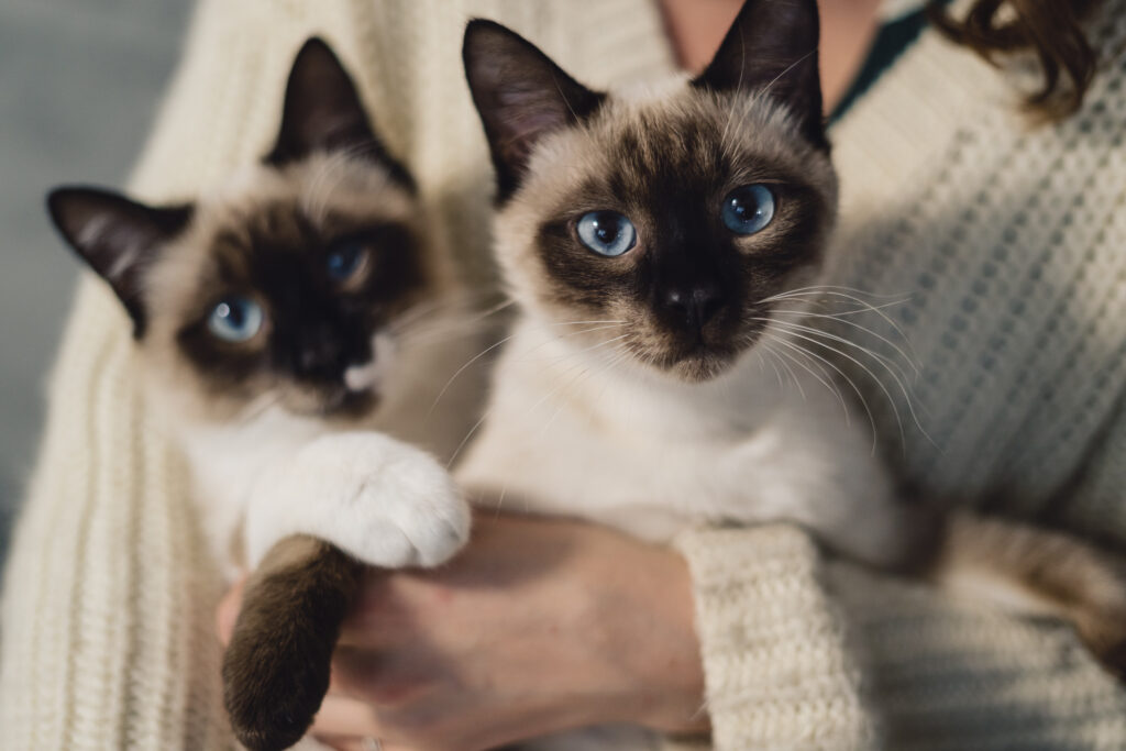 Le razze di gatti più importanti
