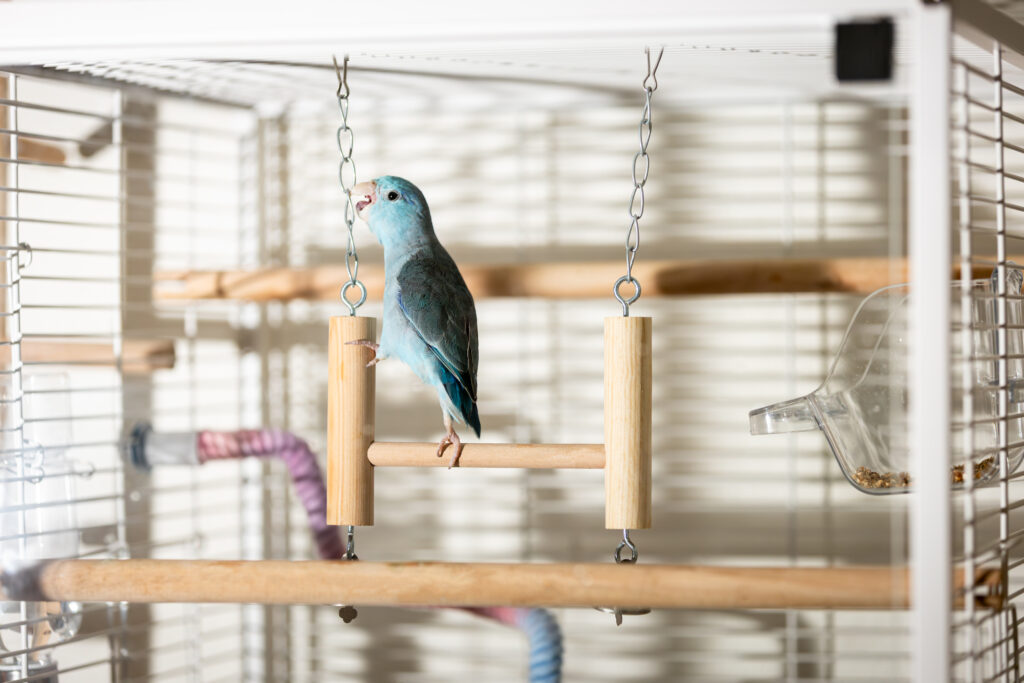 Gabbie per uccelli: ogni specie ha esigenze diverse
