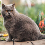 Obesità nel gatto e nel cane: cause, rischi e prevenzione