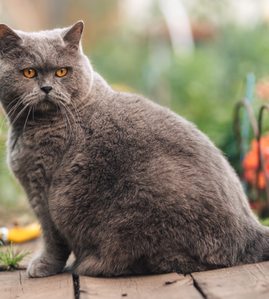 Obesità nel gatto e nel cane: cause, rischi e prevenzione