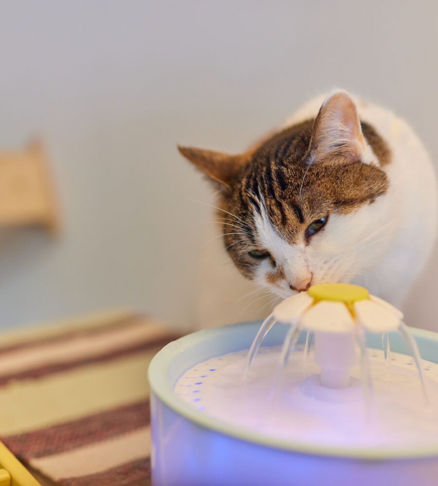 Consigli utili per il benessere degli animali in estate