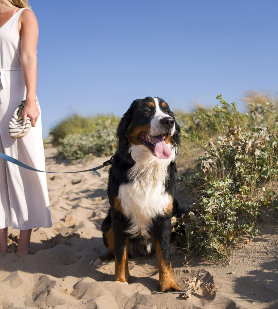 Come organizzare le vacanze con il cane senza stress