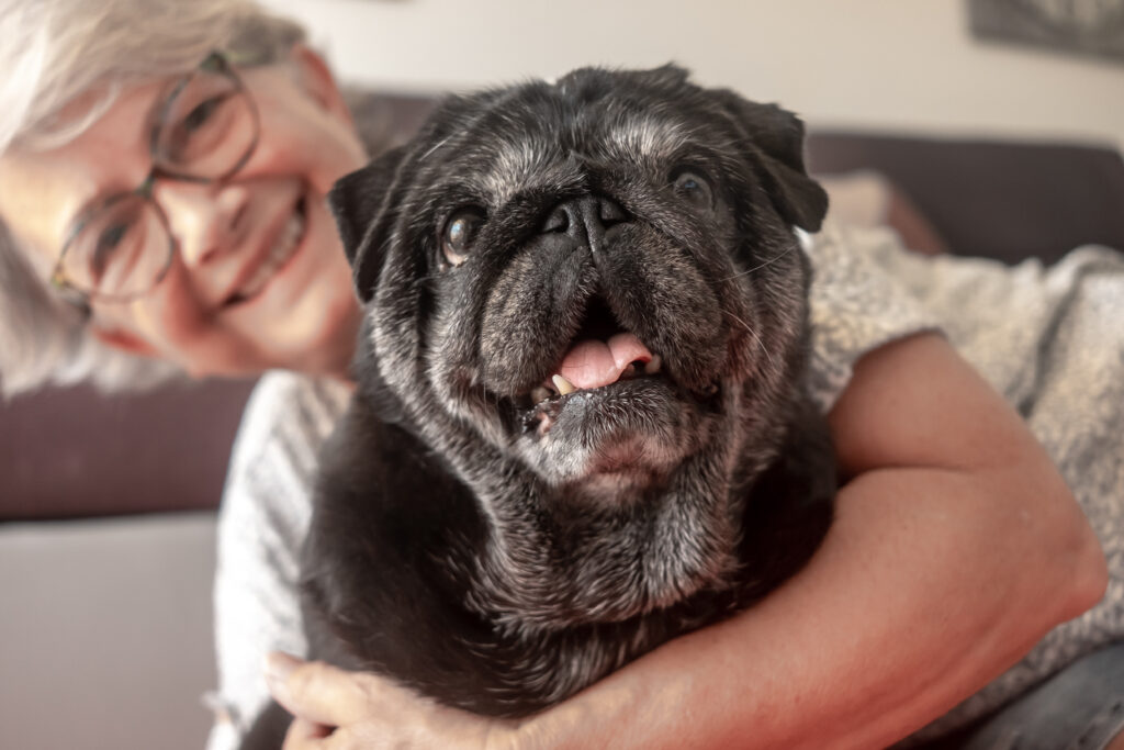 Cani anziani e nuove famiglie