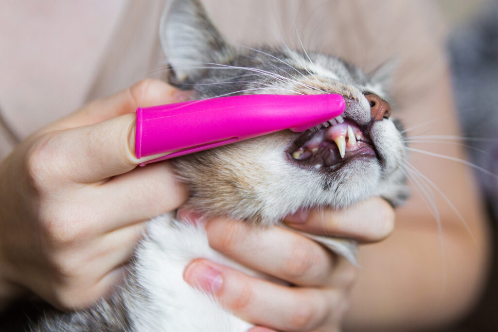 Denti dei gatti: quali problemi sono più frequenti?