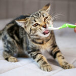 Come pulire i denti del gatto e prevenire i problemi più comuni