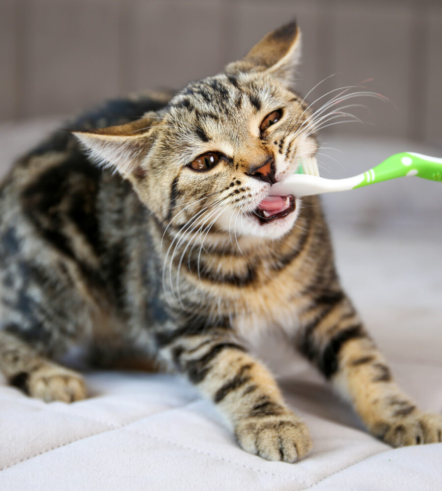Come pulire i denti del gatto e prevenire i problemi più comuni