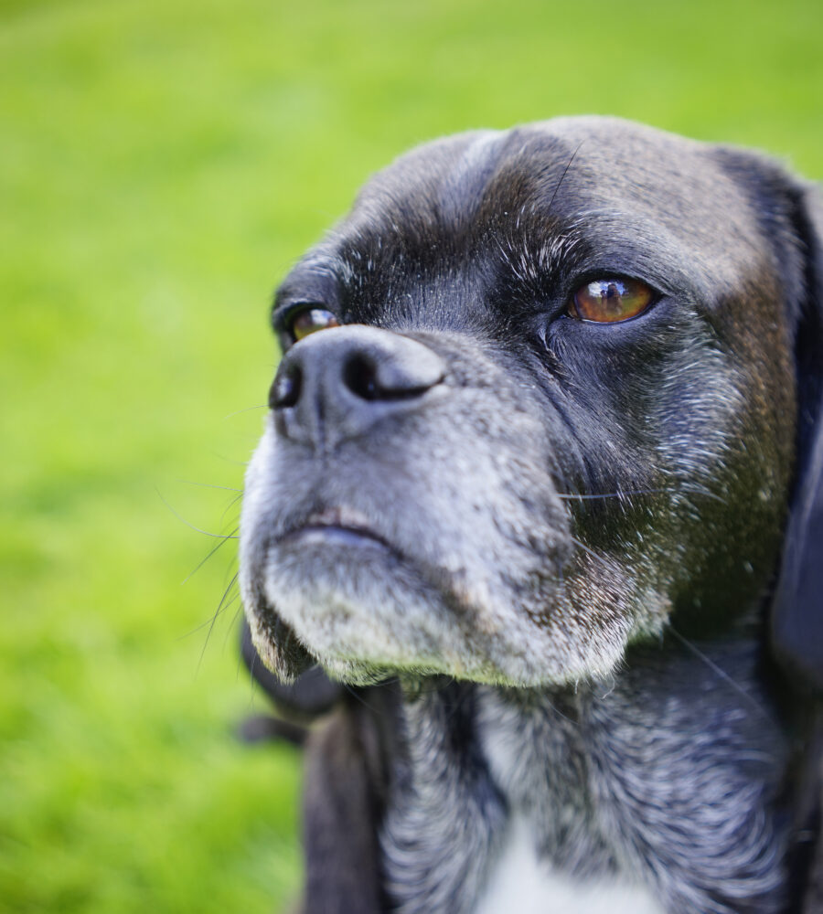 Perché adottare un cane anziano può essere una scelta speciale