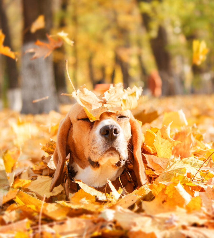 Animali in autunno preparare cani e gatti al cambio di stagione